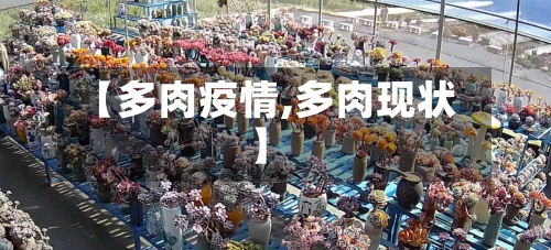【多肉疫情,多肉现状】-第2张图片