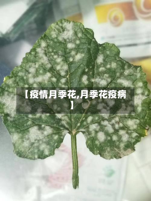 【疫情月季花,月季花疫病】