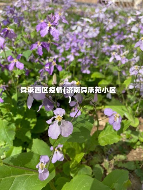 舜承西区疫情(济南舜承苑小区)-第2张图片