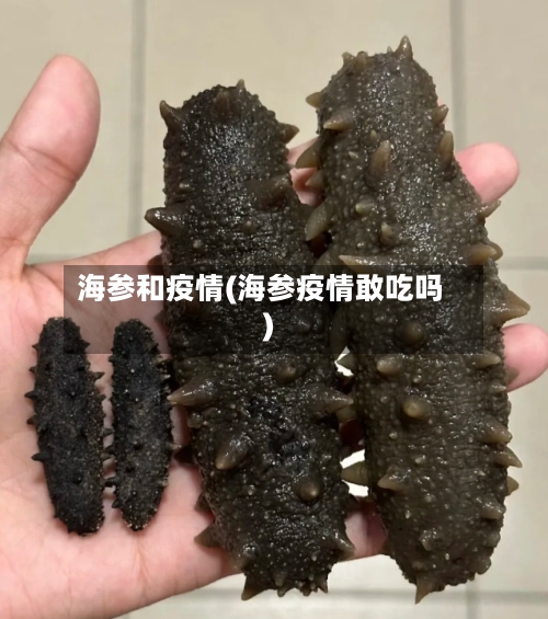 海参和疫情(海参疫情敢吃吗)