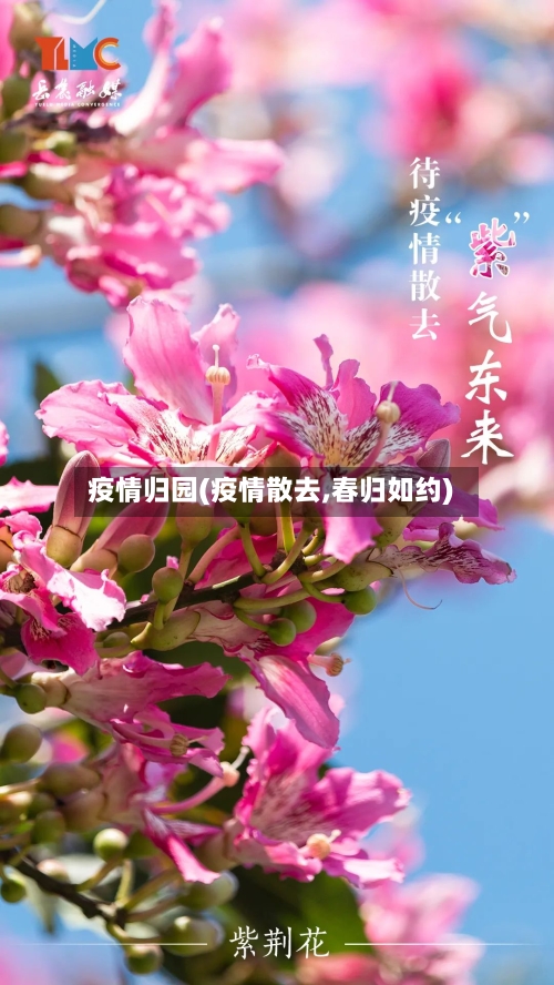 疫情归园(疫情散去,春归如约)
