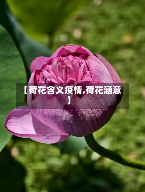 【荷花含义疫情,荷花涵意】-第2张图片