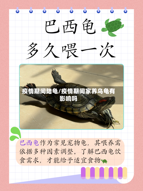 疫情期间陆龟/疫情期间家养乌龟有影响吗-第3张图片